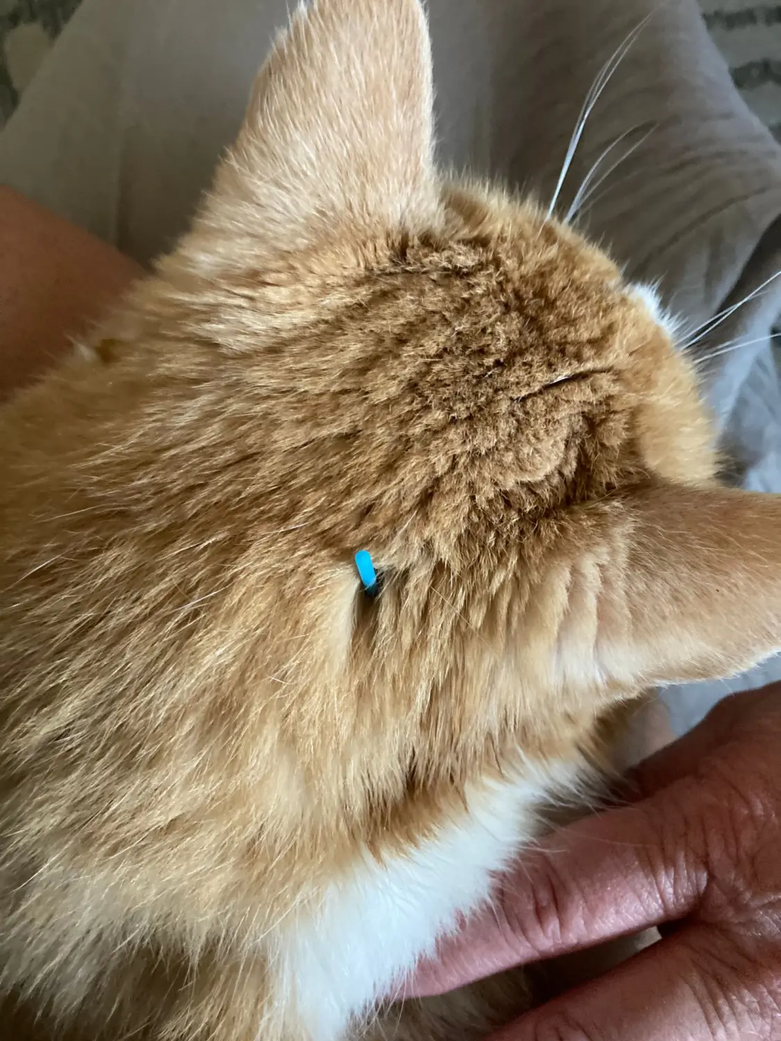 Katzenkopf von Physio Pfote und Huf