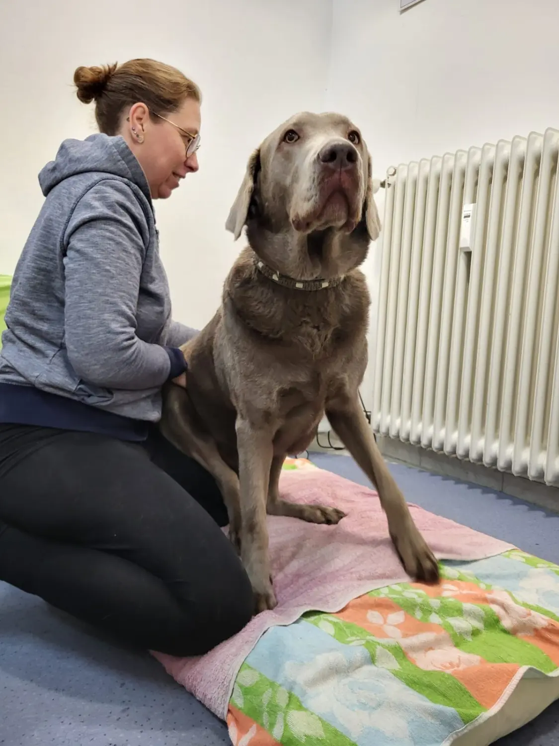 Physio von Physio Pfote und Huf | Harmonie= Wellnesstherapeutin | Nicola Schmidt