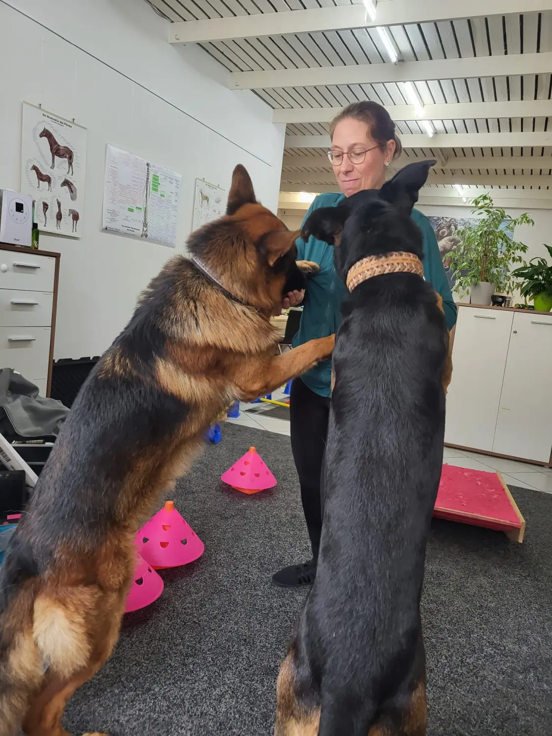 Physio von Physio Pfote und Huf | Harmonie= Wellnesstherapeutin | Nicola Schmidt