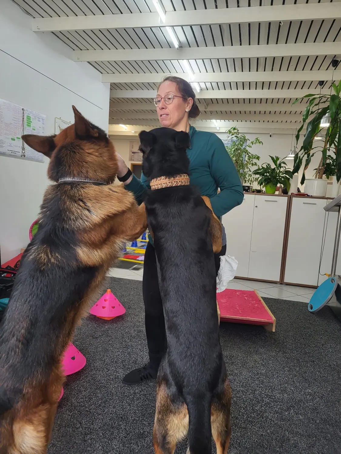 Physio von Physio Pfote und Huf | Harmonie= Wellnesstherapeutin | Nicola Schmidt